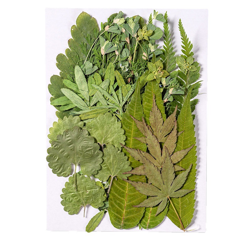 1Set 35 Stuks Geperst Gedroogd - Dried Flower Bulk recensie en prijs