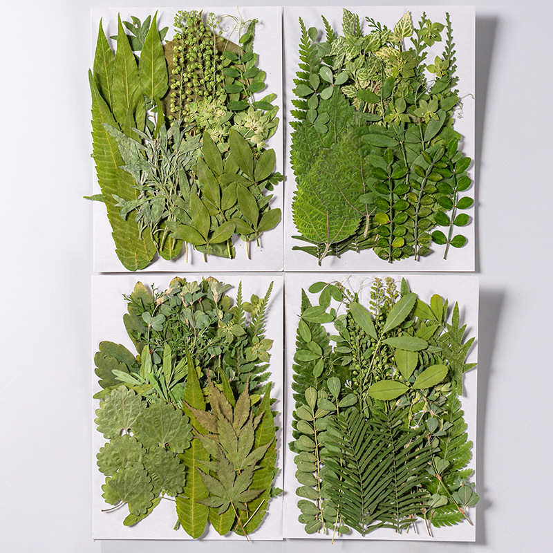 1Set 35 Stuks Geperst Gedroogd - Dried Flower Bulk recensie en prijs